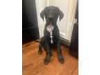 Adopt Tucker a Black - with White Labrador Retriever / Mixed dog in Magnolia
