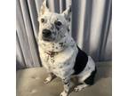 Adopt Dot a White - with Black Australian Cattle Dog / Mixed dog in Shreveport
