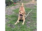 Adopt Ronnie a Tan/Yellow/Fawn Labrador Retriever / Chow Chow / Mixed dog in