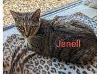 Adopt Janell a Brown Tabby Domestic Shorthair (short coat) cat in Scottsburg