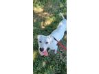 Adopt Barkley a White Labrador Retriever / Mixed dog in Magnolia, TX (38528084)