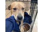 Adopt Nellie a Tan/Yellow/Fawn Mixed Breed (Medium) / Mixed dog in Gadsden