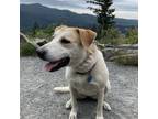 Adopt Lucy a White - with Tan, Yellow or Fawn Australian Cattle Dog / Mixed dog