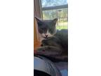 Adopt Socks a Gray or Blue (Mostly) American Shorthair (short coat) cat in