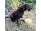 Adopt Molly a Brown/Chocolate Labrador Retriever / Mixed dog in Bellingham