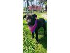 Adopt Linda a Black Mixed Breed (Medium) / Pit Bull Terrier dog in Kensington