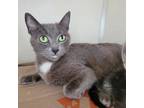 Adopt Polygon a Gray or Blue Domestic Shorthair / Mixed cat in Westminster