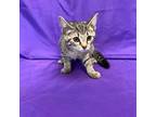 Adopt Ramon a Gray or Blue Domestic Shorthair / Mixed cat in North Myrtle Beach