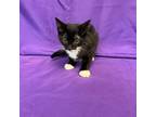 Adopt Ramira a All Black Domestic Shorthair / Mixed cat in North Myrtle Beach