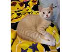 Adopt Buffington a Tan or Fawn Domestic Shorthair (short coat) cat in Gastonia