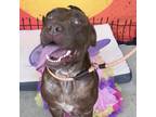 Adopt Ellie Mae a Mixed Breed (Medium) / Mixed dog in Milton, FL (38526648)