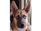 Adopt Bosco a Black - with Tan, Yellow or Fawn Husky / Belgian Malinois / Mixed