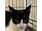 Adopt Otis a White Domestic Shorthair / Mixed cat in St. Thomas, VI (38526439)