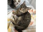 Adopt Peter a Brown Tabby Domestic Shorthair (short coat) cat in Lauderhill