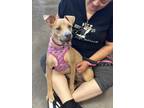 Adopt Ginger a Tan/Yellow/Fawn Pit Bull Terrier / Mixed dog in LAS VEGAS