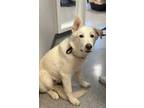 Adopt Alaska a White German Shepherd Dog / Husky / Mixed dog in LAS VEGAS