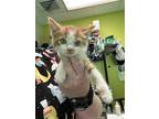 Adopt Kenzy a Orange or Red Domestic Shorthair / Domestic Shorthair / Mixed cat