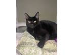 Adopt Lila a All Black Domestic Shorthair / Domestic Shorthair / Mixed cat in