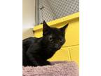 Adopt Nebula a All Black Domestic Shorthair (short coat) cat in Pottsville