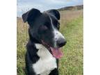 Adopt Archie a Black - with White Border Collie / Mixed dog in Traverse City