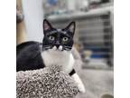 Adopt Bexley Star a All Black Domestic Shorthair / Mixed cat in Albert Lea