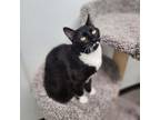 Adopt Belle Sienna a All Black Domestic Shorthair / Mixed cat in Albert Lea