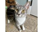 Adopt Agatha a Gray or Blue Domestic Shorthair / Mixed cat in Gibsonia