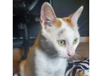 Adopt Blondie a Calico or Dilute Calico Domestic Shorthair / Mixed cat in
