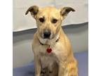 Adopt Cheetah a Tan/Yellow/Fawn Labrador Retriever / Mixed dog in St.