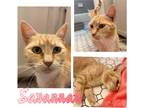 Adopt Savannah a Orange or Red Tabby Domestic Shorthair (short coat) cat in