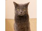 Adopt Rocket a Gray or Blue Domestic Shorthair / Mixed cat in Kanab