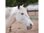 Adopt Bug a Appaloosa / Mixed horse in Kanab, UT (38519563)