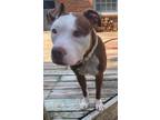 Adopt Valvoline a Red/Golden/Orange/Chestnut - with White Pit Bull Terrier /