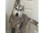 Adopt Luke a Gray/Silver/Salt & Pepper - with Black Husky / Mixed dog in