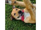 Adopt Kobe a Tan/Yellow/Fawn Labrador Retriever / Mixed dog in Chattanooga