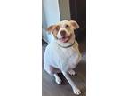 Adopt Roxy a Tan/Yellow/Fawn - with White Pit Bull Terrier / Mixed dog in Ft.