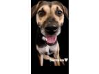 Adopt SAMSON a Tan/Yellow/Fawn - with Black Mixed Breed (Medium) / Mixed dog in