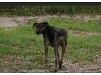 Adopt Mohawk a Brindle - with White Bluetick Coonhound / Mixed dog in Saint