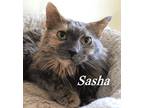 Adopt Sasha a Tortoiseshell Domestic Longhair (long coat) cat in Landenberg
