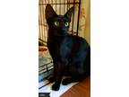 Adopt Elvira a All Black Domestic Shorthair (short coat) cat in Key Largo