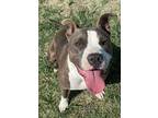 Adopt Leah a Brindle - with White Pit Bull Terrier / Mixed dog in Waco