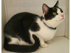 Adopt Bellamy a Black & White or Tuxedo Domestic Shorthair (short coat) cat in