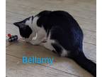 Adopt Bellamy a Black & White or Tuxedo Domestic Shorthair (short coat) cat in