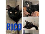 Adopt Rico a All Black Domestic Shorthair (short coat) cat in Hollister