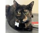 Adopt Montana a All Black Domestic Shorthair / Mixed cat in St.