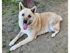 Adopt Pepper a Tan/Yellow/Fawn Husky / Akita / Mixed dog in Fowler