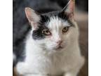 Adopt Lee a All Black Domestic Shorthair / Mixed cat in Cumming, GA (36455538)