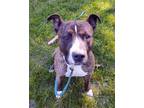 Adopt Eddie a Brindle Pit Bull Terrier / Mixed dog in North Kingstown