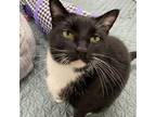 Adopt Hal a All Black Domestic Shorthair / Mixed cat in Bedford, NH (38231404)