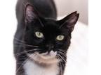 Adopt Marge a All Black Domestic Shorthair / Mixed cat in Leesburg